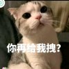 懒猫的头像