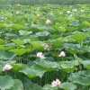 杨杨的头像