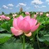 月季花的头像