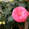 山茶花（暂休）的头像