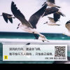 游子心《听歌不送礼》赞退的头像