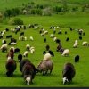 羊在草原的头像