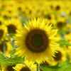 向日葵的头像
