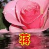 流星雨的头像