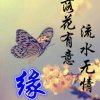 蝴蝶恋上花的美的头像