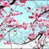 笑笑的头像