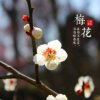 今世缘的头像