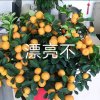 许明的头像