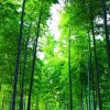 春夏秋冬的头像