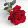 风雨丽人的头像
