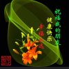 大海的头像