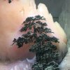 碧玉青枫的头像