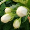 茉莉花香的头像