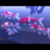 阳光明媚的头像