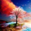 太阳花的头像