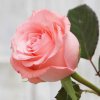 粉色玫瑰（有访必回）的头像