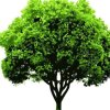 一棵树的头像
