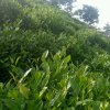 手工、机械制作多味绿茶丰顺茶厂的头像