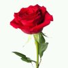 红玫瑰（忙）（拒币）的头像
