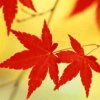 枫叶的头像