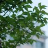 珍惜幸福的头像