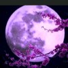 古晃月的头像