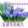 兰花花的头像