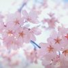 @夏天的雨的头像