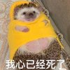 にのにのに的头像