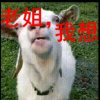  醉心草的头像