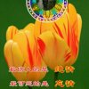 心痛谁知的头像