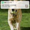 阳光男孩的头像