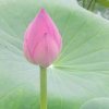 xiaoxiangdao的头像