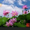握权Y X L888的头像