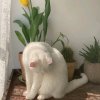 生日快乐的头像