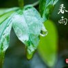 春雨的头像