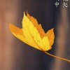 一隅偏安的头像