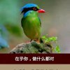 燕子的头像