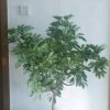 美丽如霞的头像