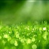 露水草的头像