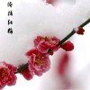 傲雪红梅的头像