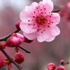 冰梅花的头像