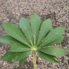 一枝梅的头像