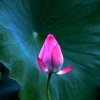 菩提本无树的头像