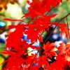 国芹的头像