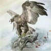 雄鹰的头像