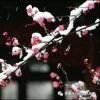 寒梅映雪的头像