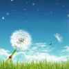 蒲公英的头像