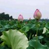 快乐的头像
