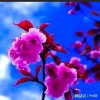 笑如花的头像